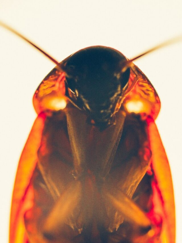 a close up of a bug