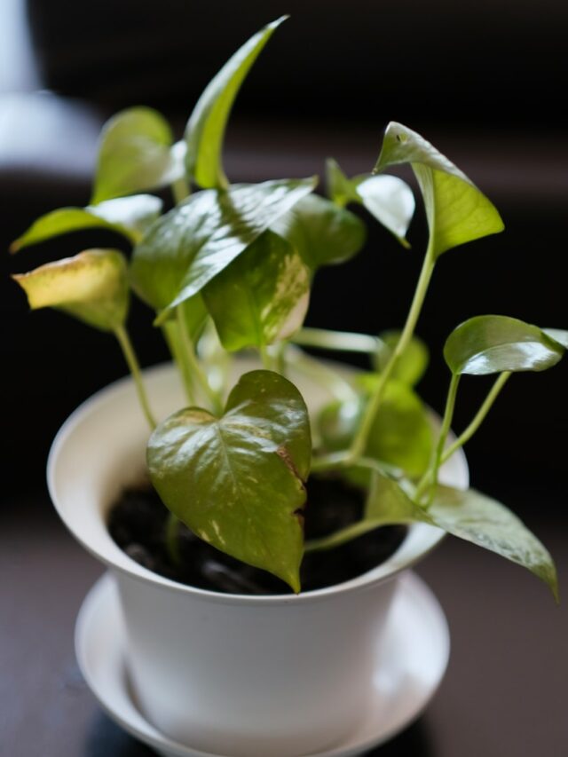 a plant in a pot