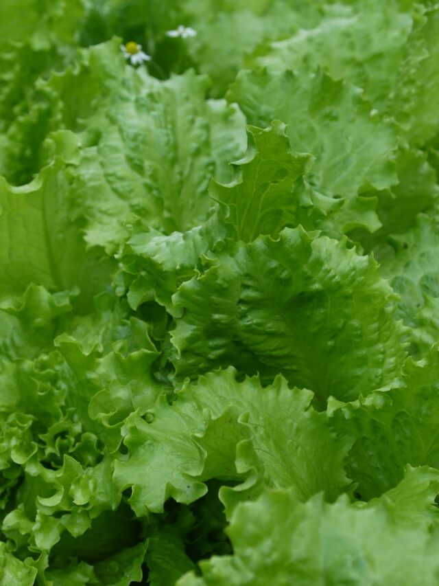 green leaves in macro lens