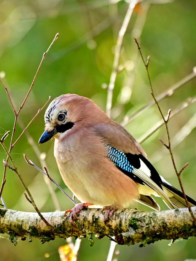 a bird on a branch