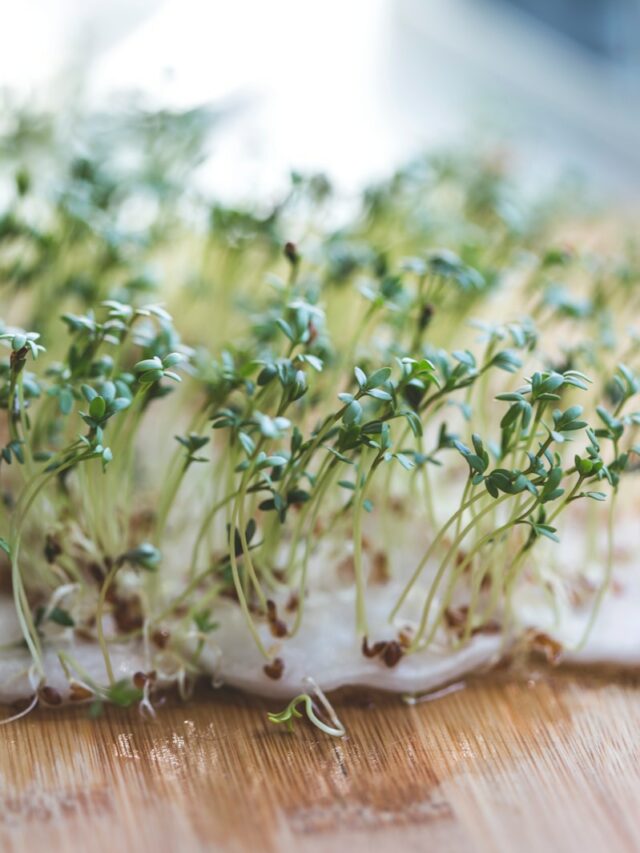 green plant on brown wooden table