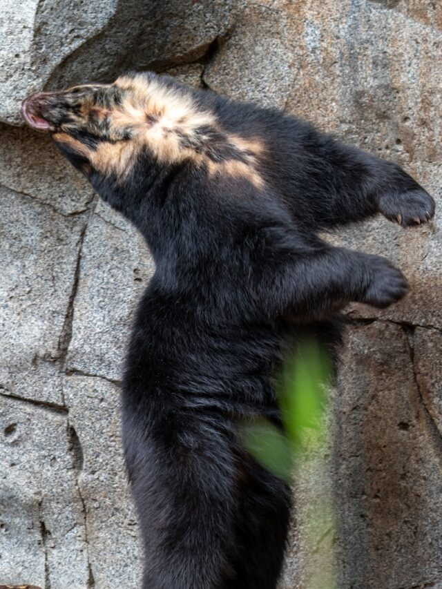 a large black bear standing on its hind legs