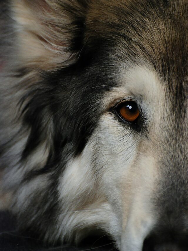 white and black siberian husky